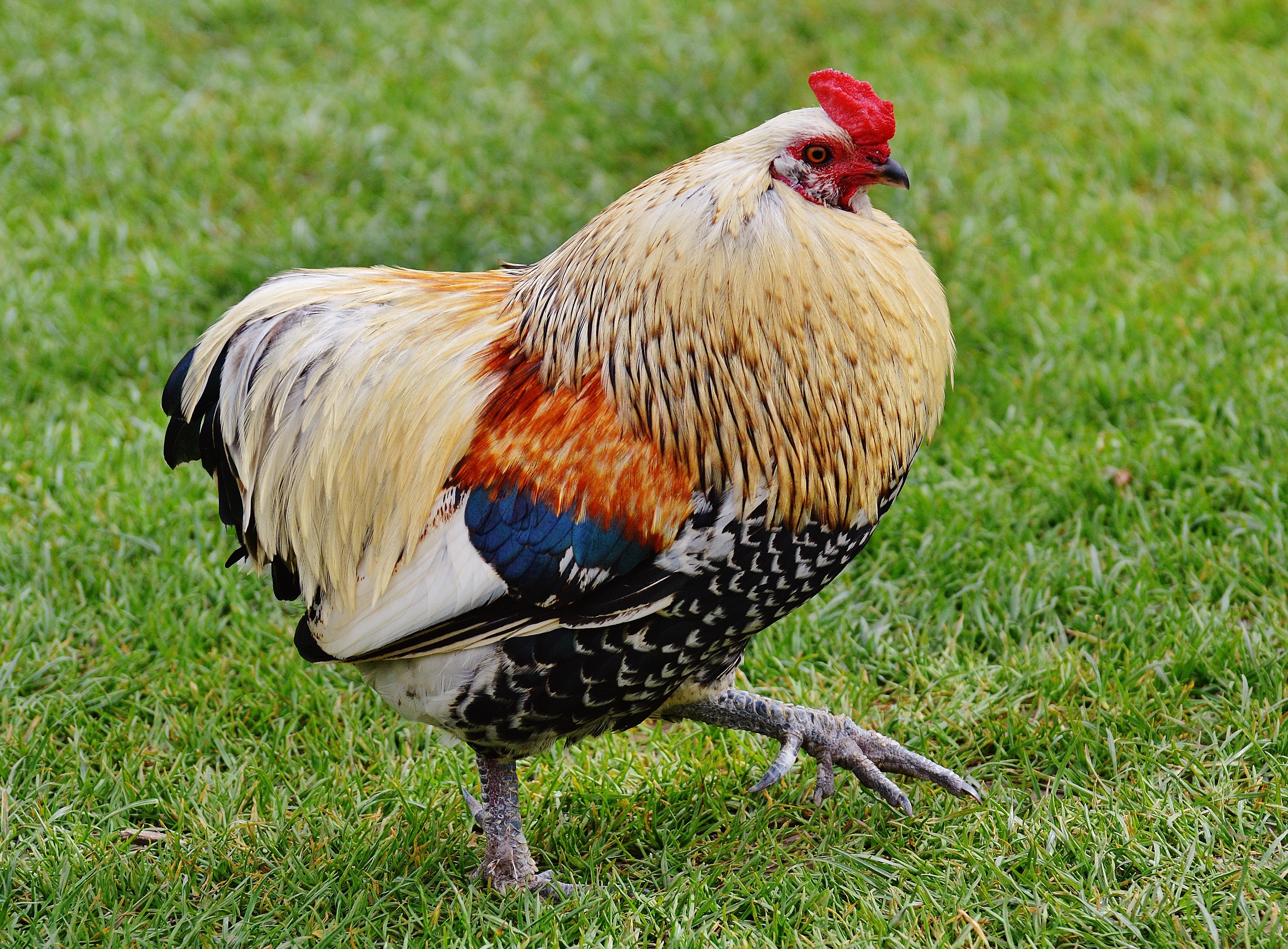 beige brown and black rooster