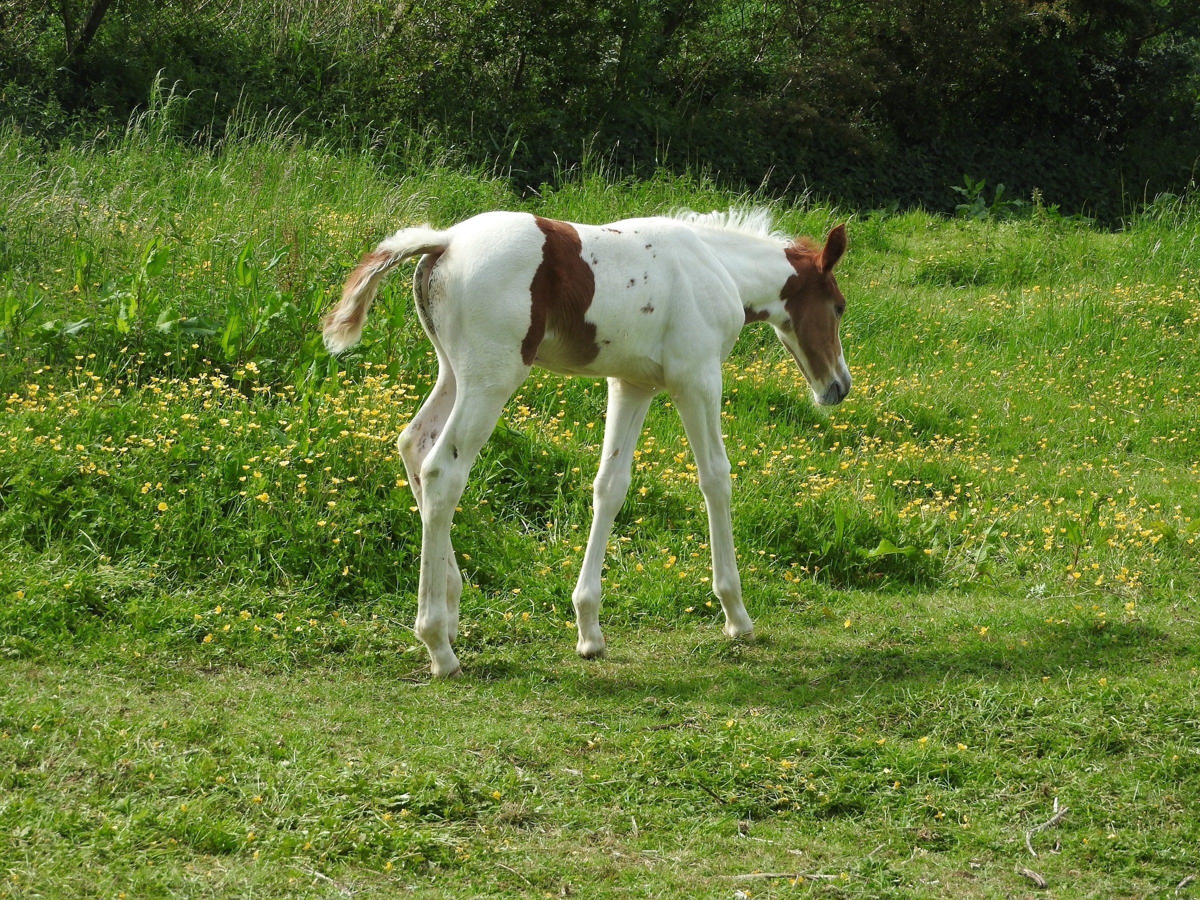 brown and white horse on green grass photograph during day time