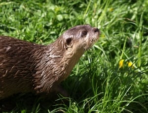 Otter, Animals, Fur, Wet, Curious, Cute, one animal, animal themes thumbnail