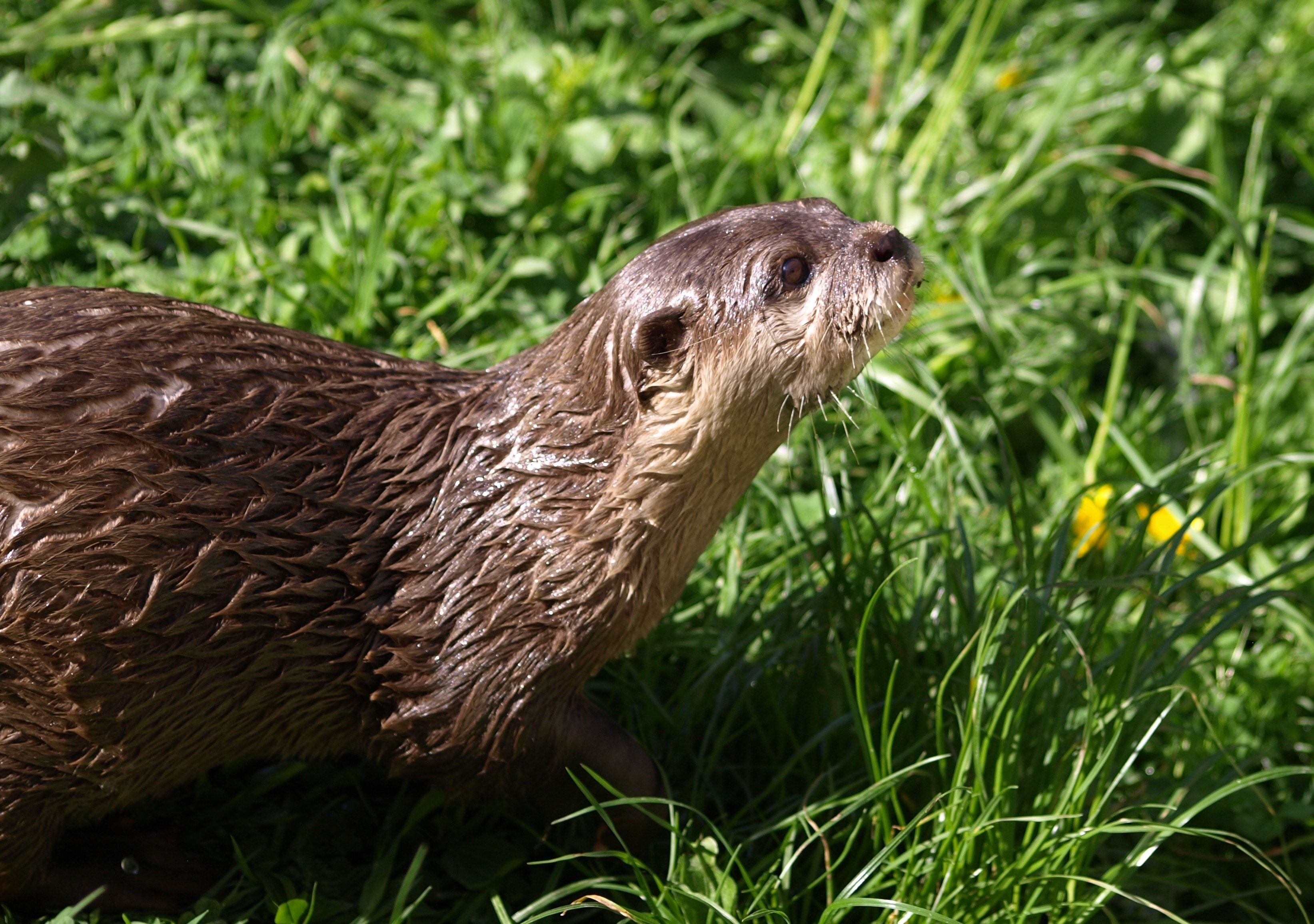 Otter, Animals, Fur, Wet, Curious, Cute, one animal, animal themes