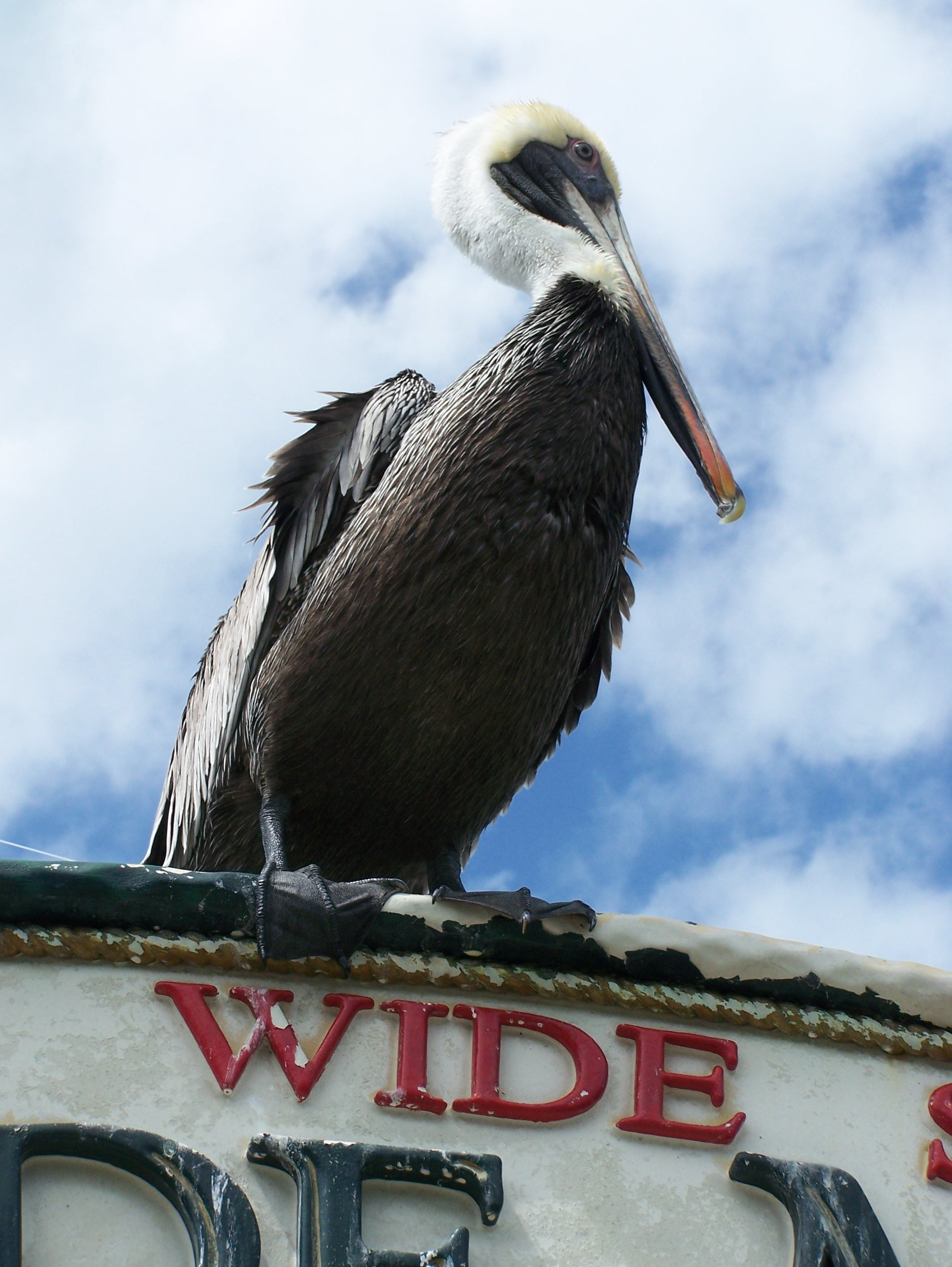 brown and white Pelican perched on the signboard