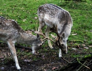 2 grey and white deers thumbnail