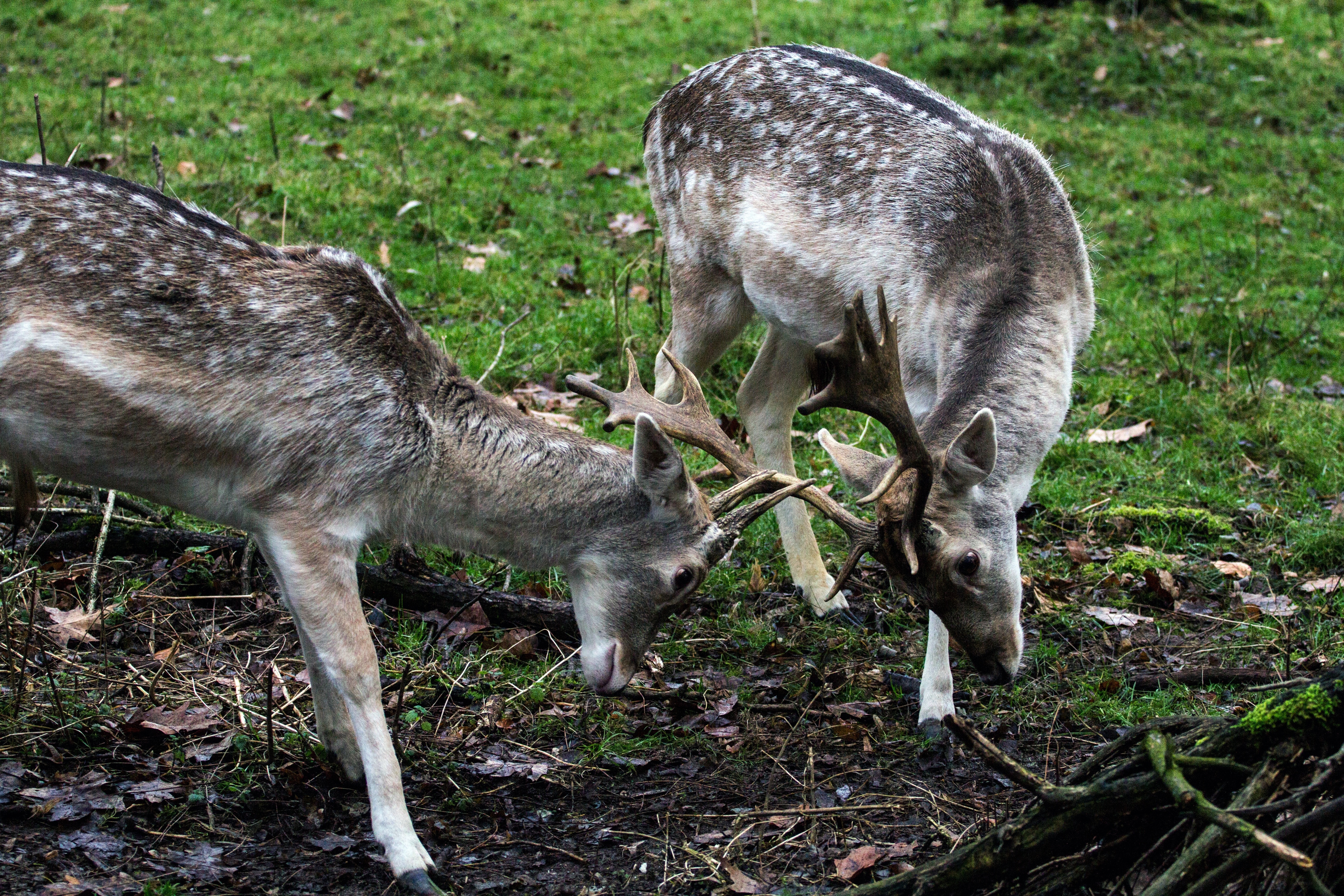 2 grey and white deers