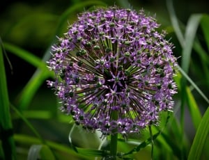 Flower, Beauty, Nature, Wild, Botany, purple, flower thumbnail
