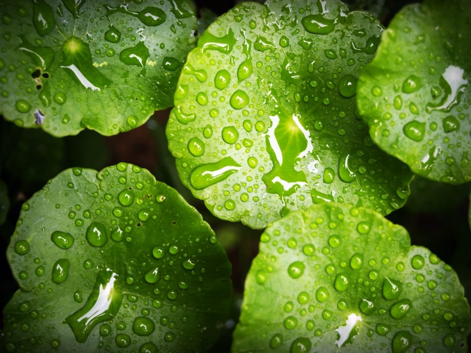 green leaved plant with water droplets preview