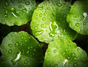 green leaved plant with water droplets thumbnail