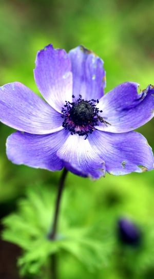 purple petaled flower in close up photography thumbnail