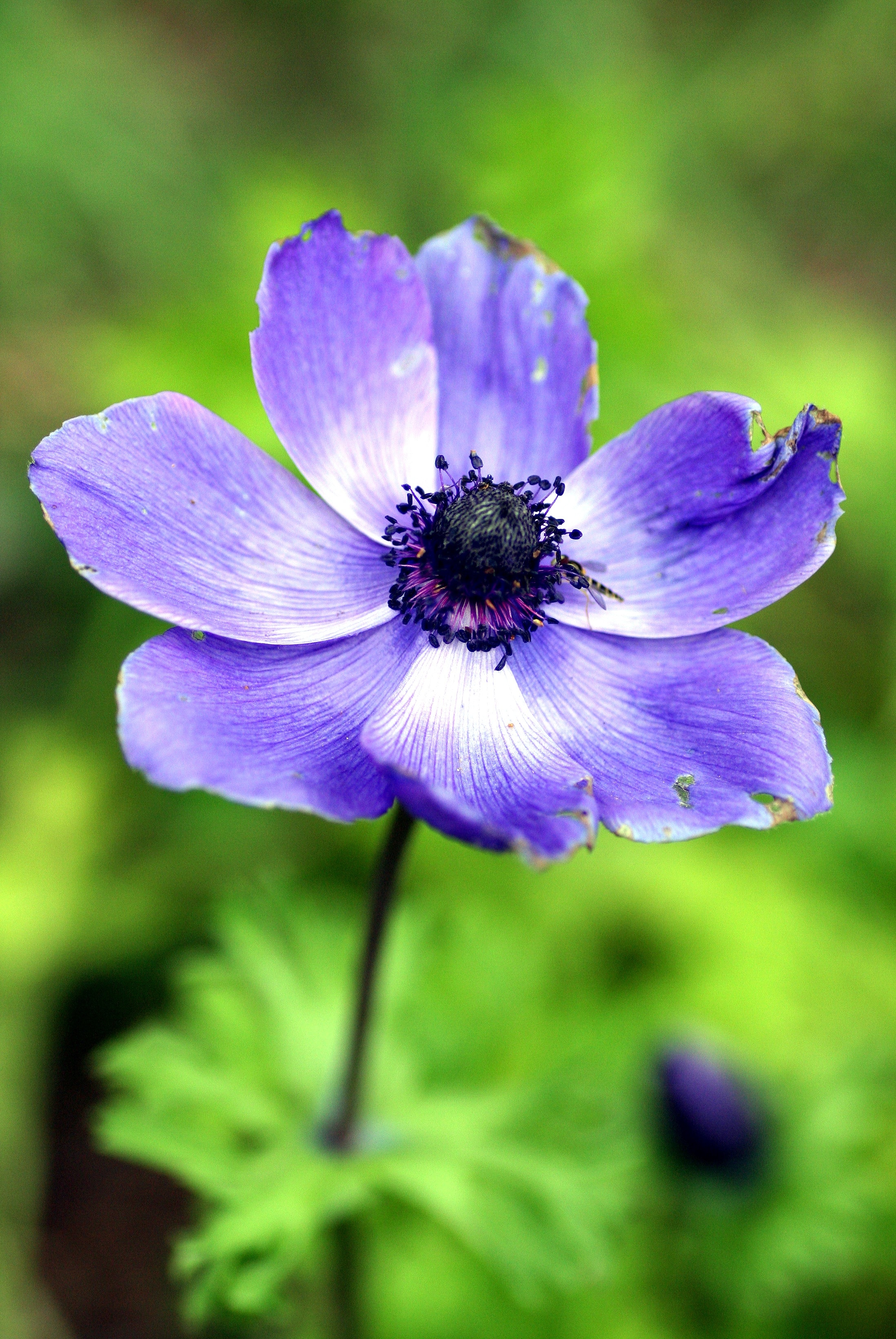 purple petaled flower in close up photography