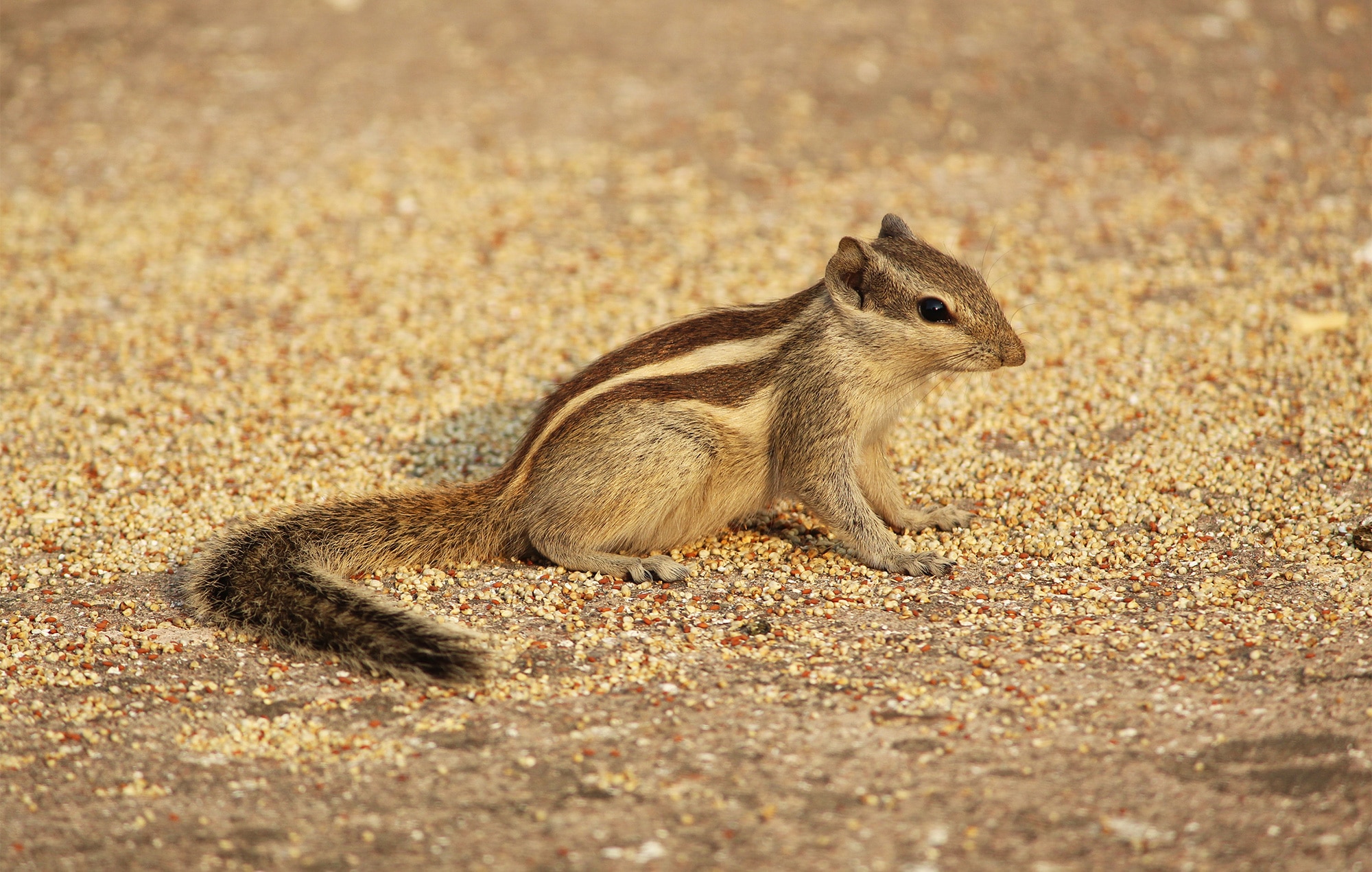 white, beige and brown squirrel
