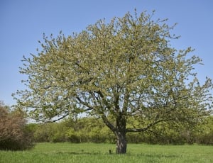 green leaved tree on green grass ground under blue sky during daytime thumbnail