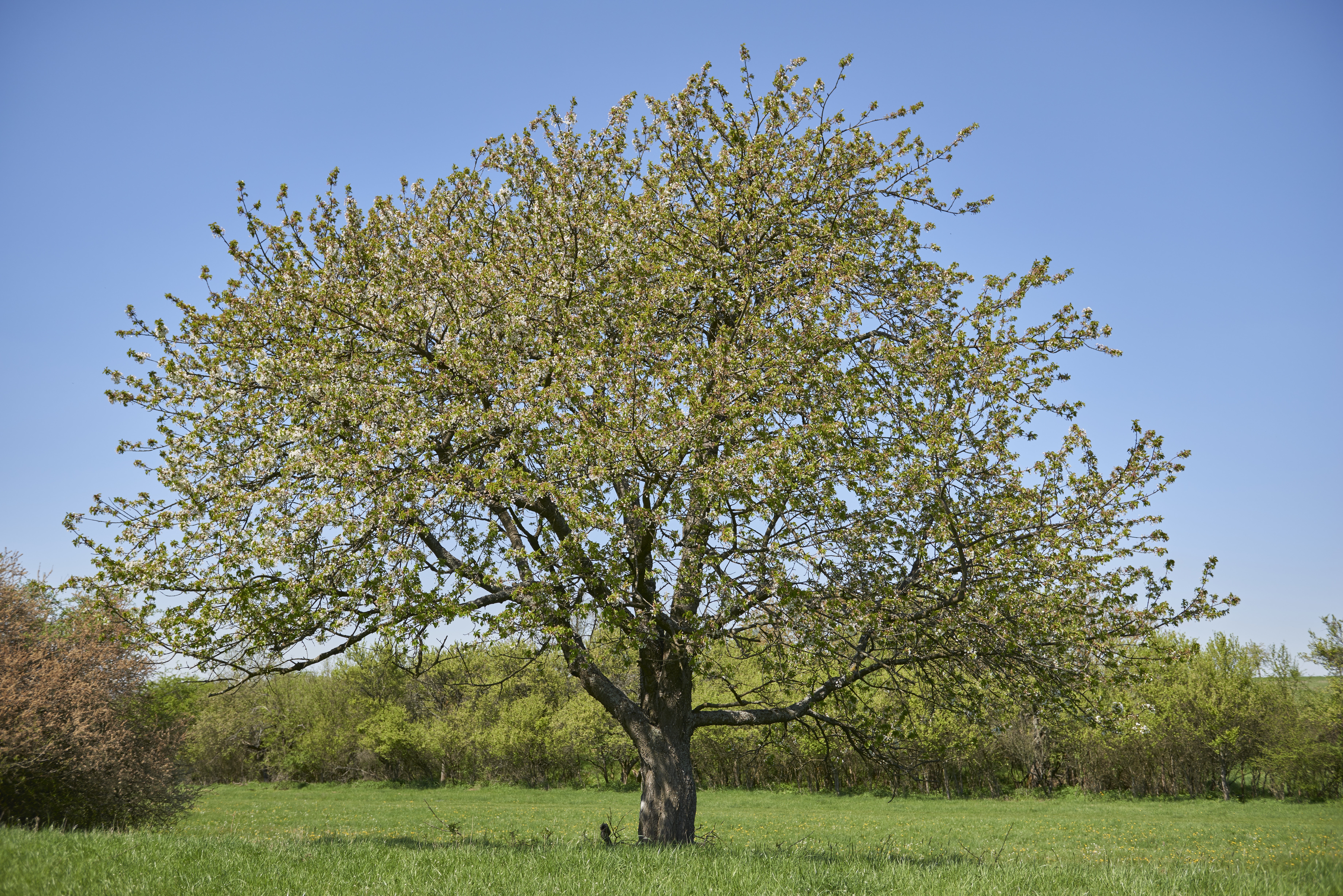 green leaved tree on green grass ground under blue sky during daytime