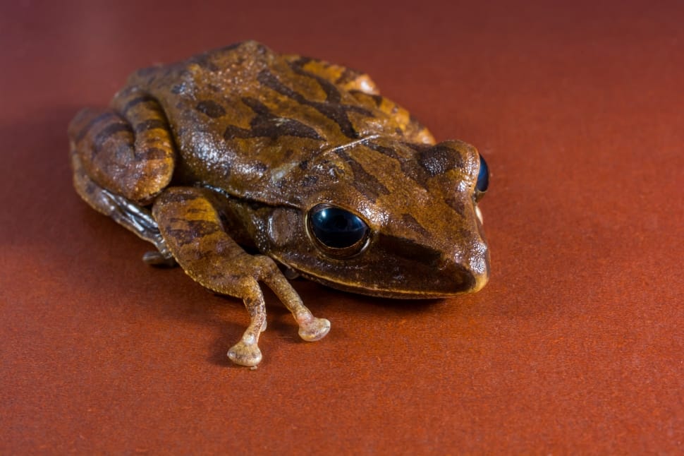 brown frog preview