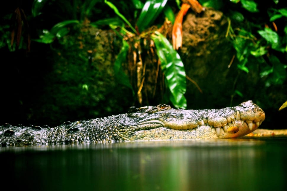 Croc, Reptile, Crocodile, Carnivore, reptile, one animal preview