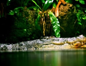Croc, Reptile, Crocodile, Carnivore, reptile, one animal thumbnail