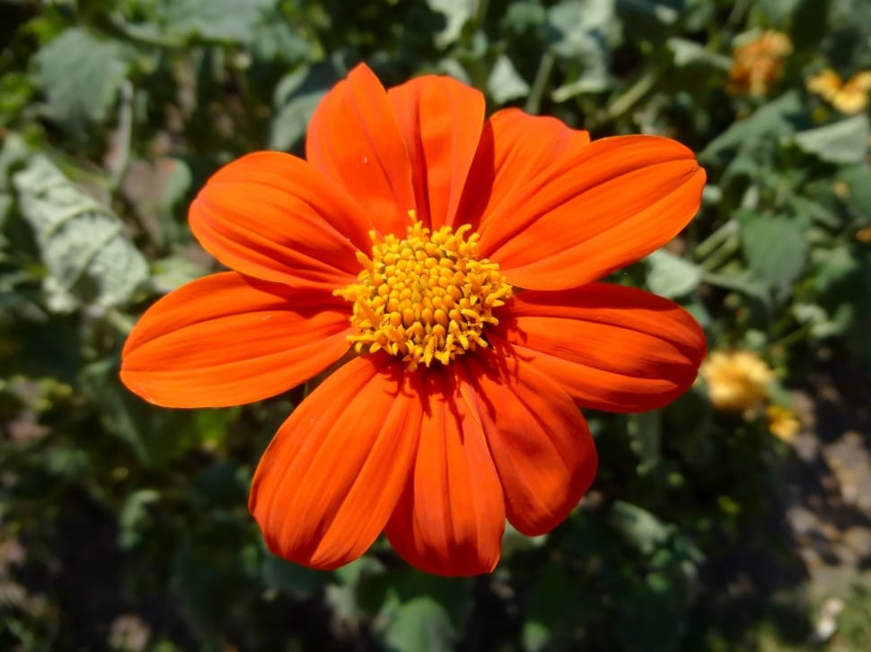 Orange Color, Annual Flowers, Flower, flower, orange color preview