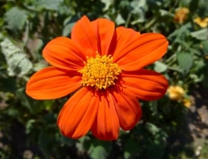 Orange Color, Annual Flowers, Flower, flower, orange color thumbnail