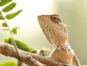 beige bearded lizard thumbnail