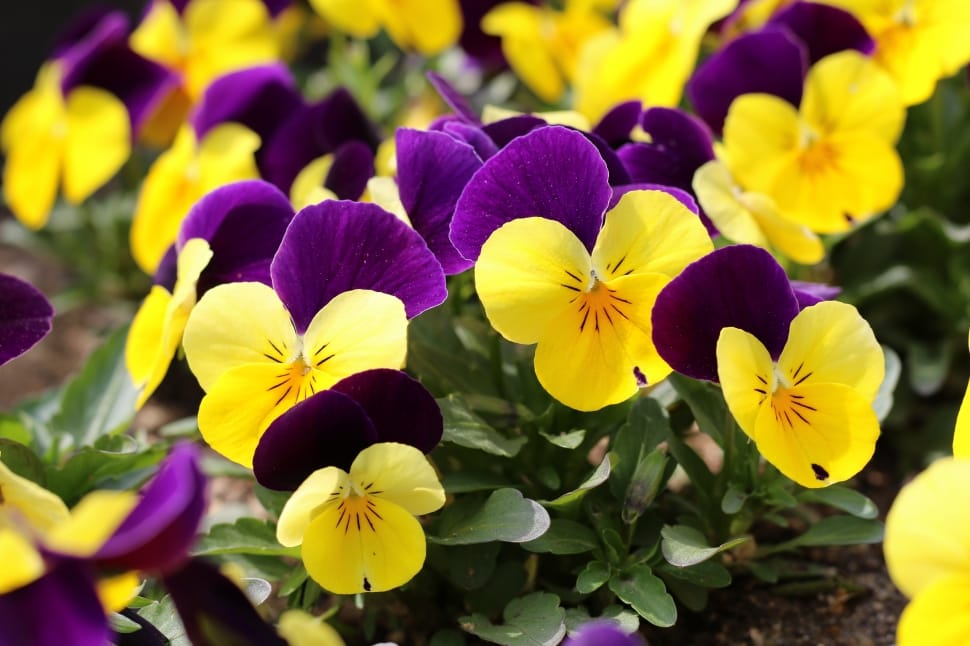 yellow and purple flower lot preview