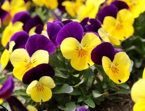yellow and purple flower lot thumbnail