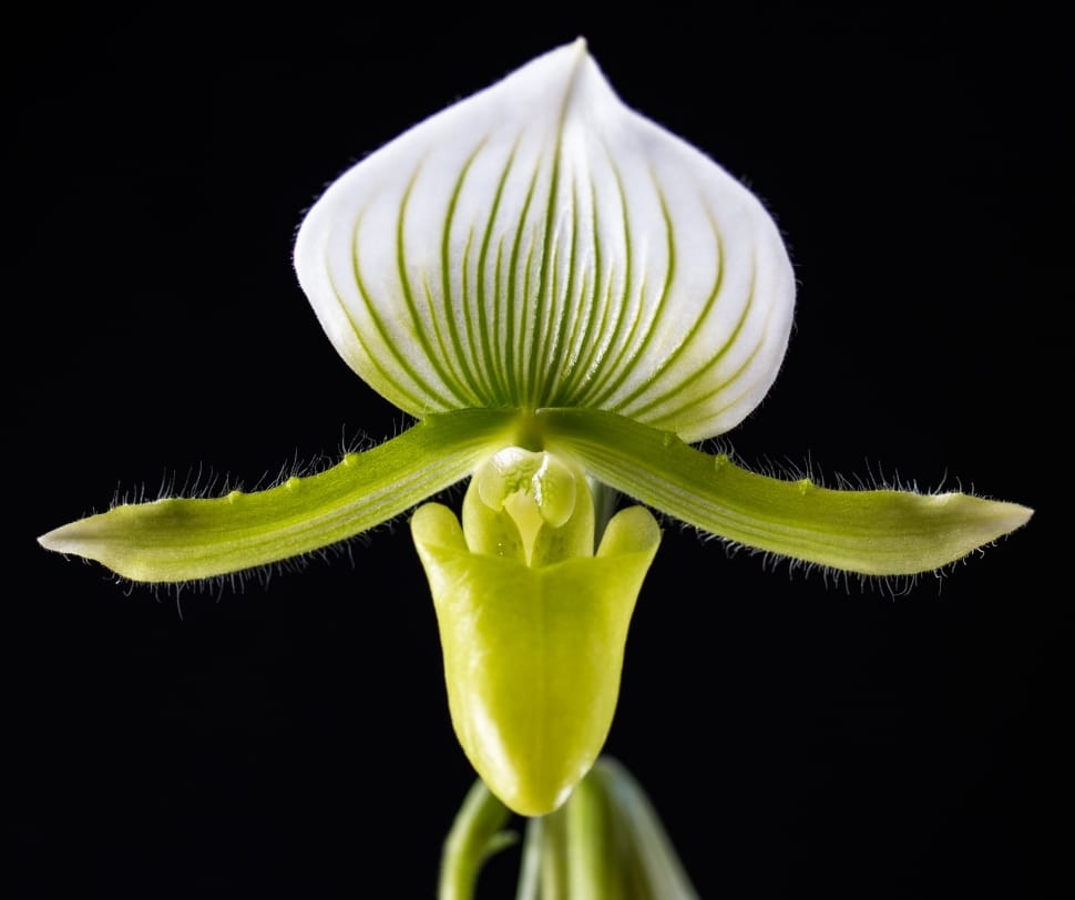 white and green lady's slipper orchid preview