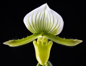white and green lady's slipper orchid thumbnail