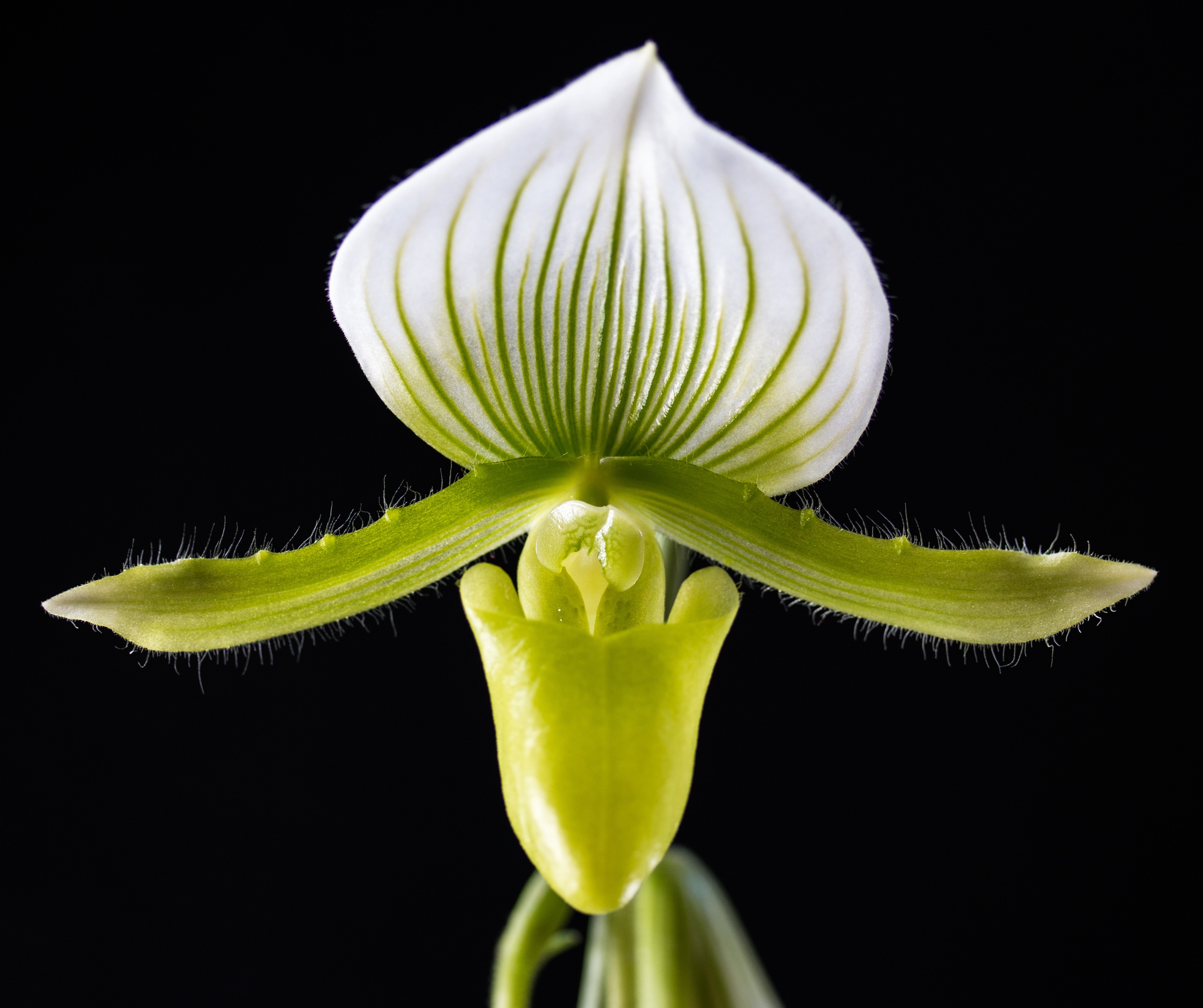 white and green lady's slipper orchid