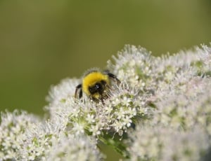 bee on white petaled flower thumbnail