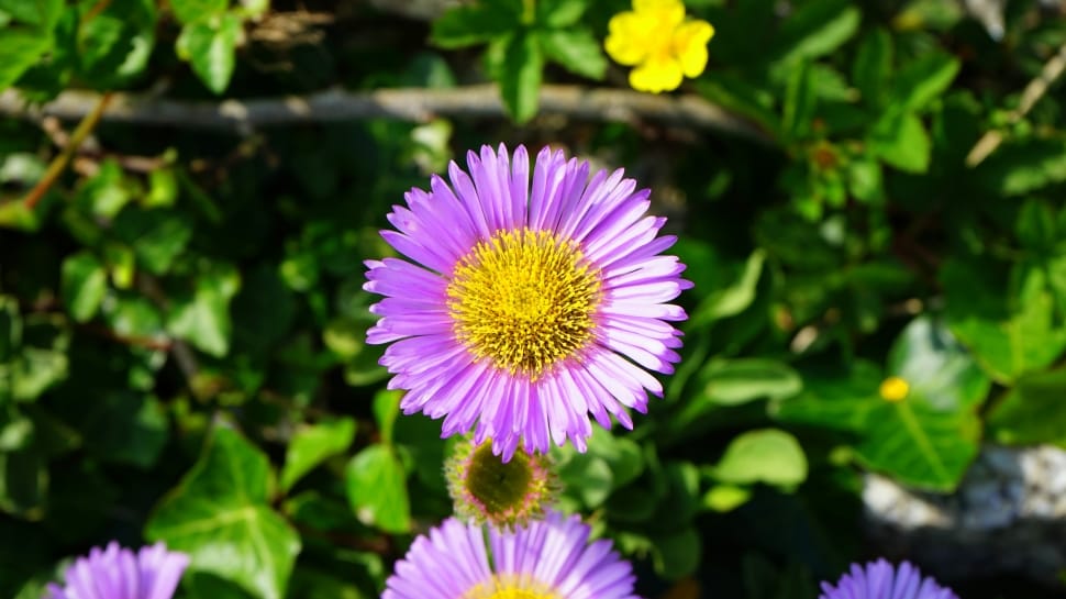 purple petaled flower during daytime preview
