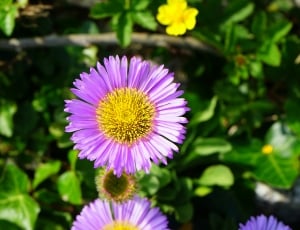 purple petaled flower during daytime thumbnail