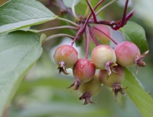 Crab Apples, Apples, August, food and drink, fruit thumbnail