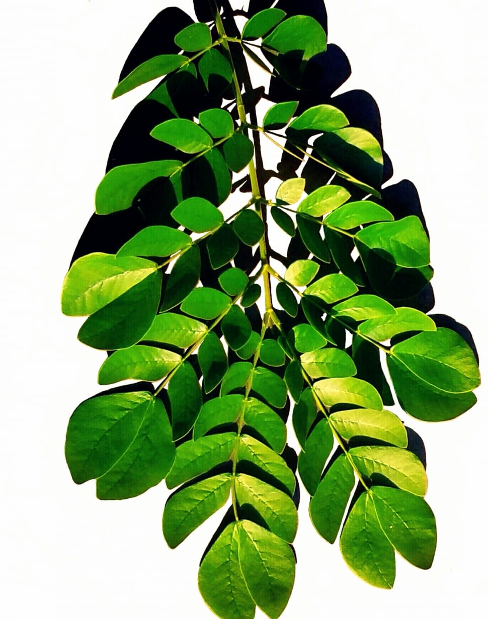 Botanical, Leaf, Natural, Plant, Nature, leaf, green color preview