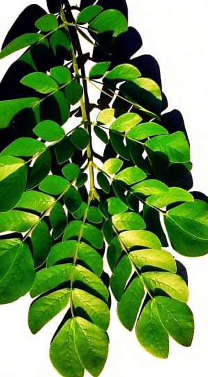 Botanical, Leaf, Natural, Plant, Nature, leaf, green color thumbnail