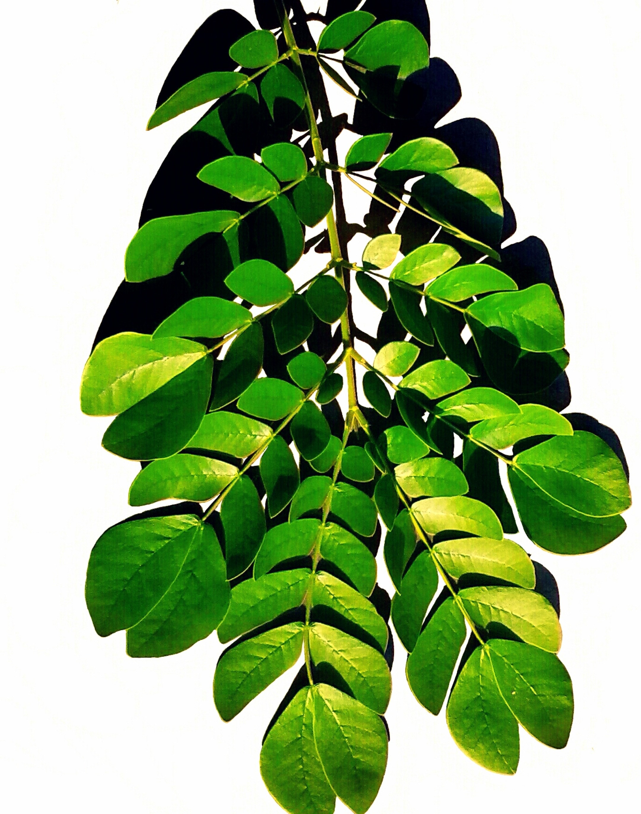 Botanical, Leaf, Natural, Plant, Nature, leaf, green color