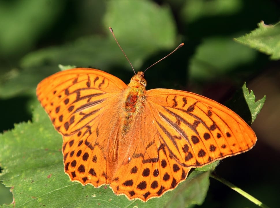 gulf fritillary butterfly preview