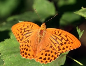 gulf fritillary butterfly thumbnail