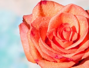 Rose, Composites, Blossom, Bloom, Summer, flower, rose - flower thumbnail