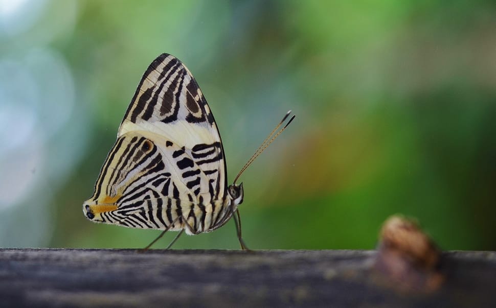 black and yellow butterfly perched on wood preview