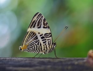 black and yellow butterfly perched on wood thumbnail