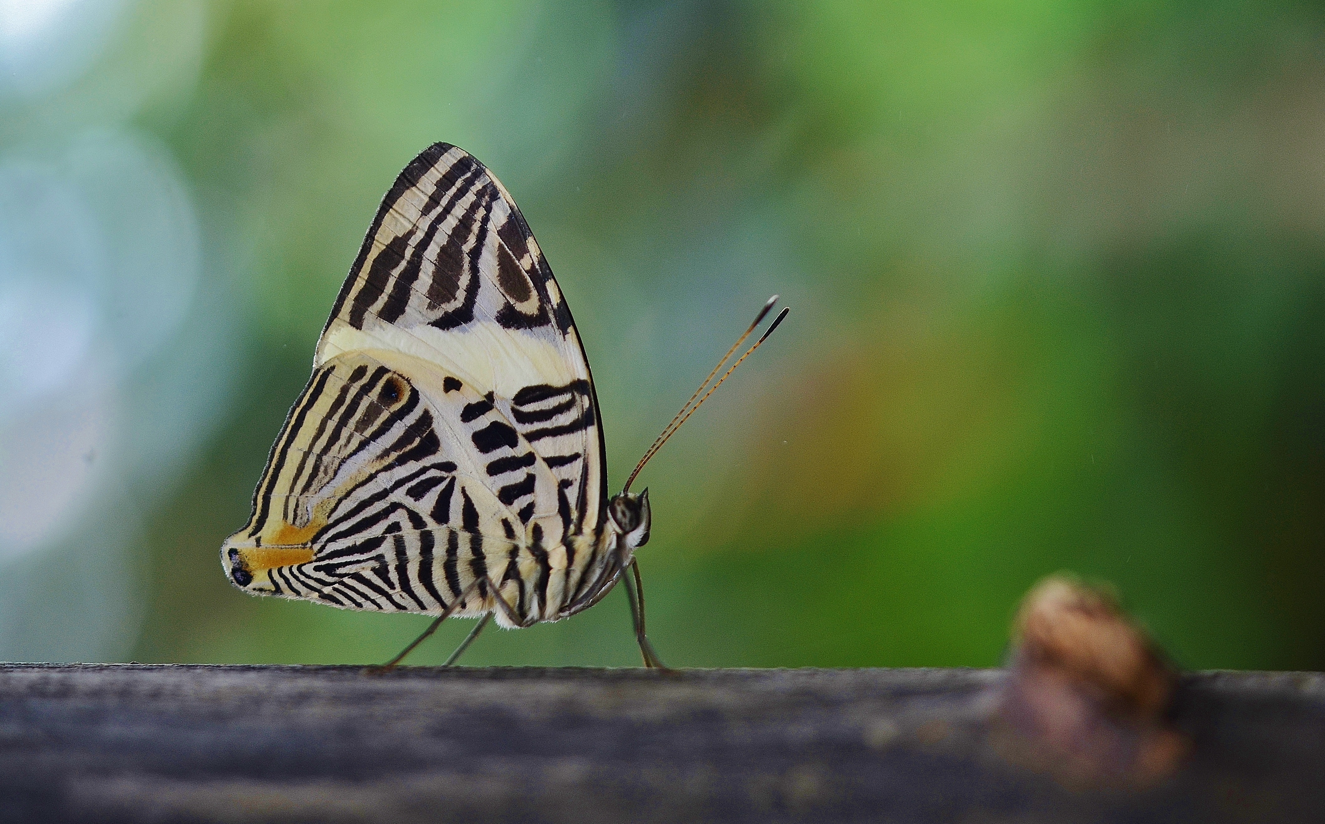 black and yellow butterfly perched on wood