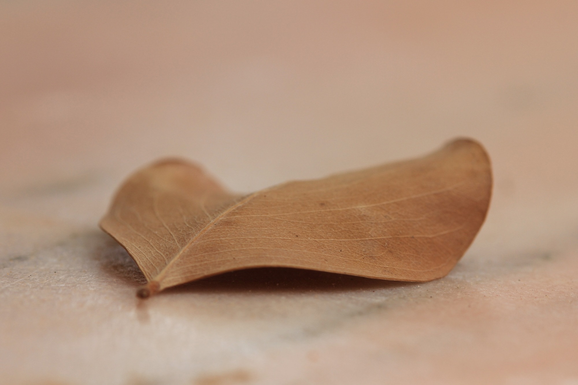 brown leaf in closeup photography