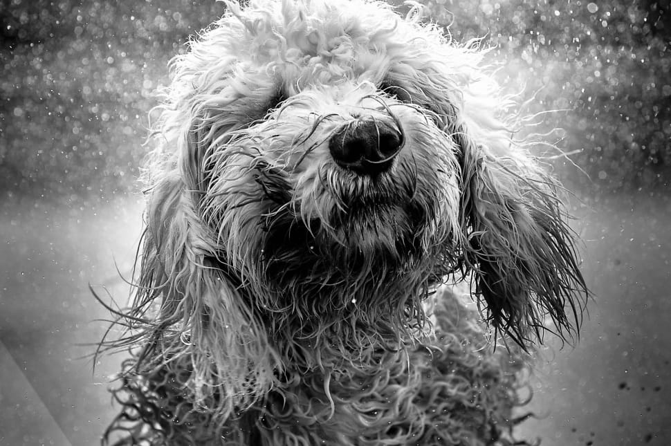 golden doodle grayscale photo preview
