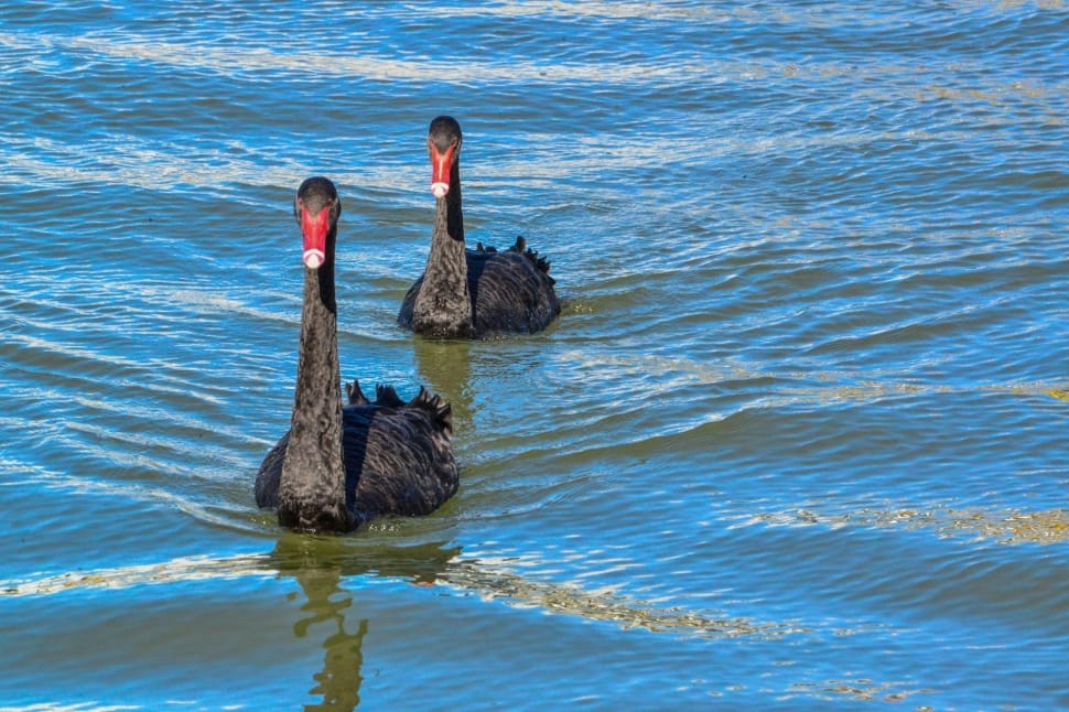 two black goose on body of water preview