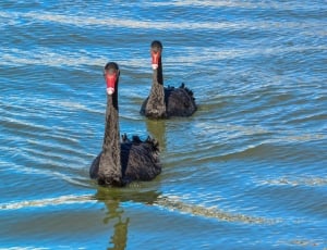 two black goose on body of water thumbnail