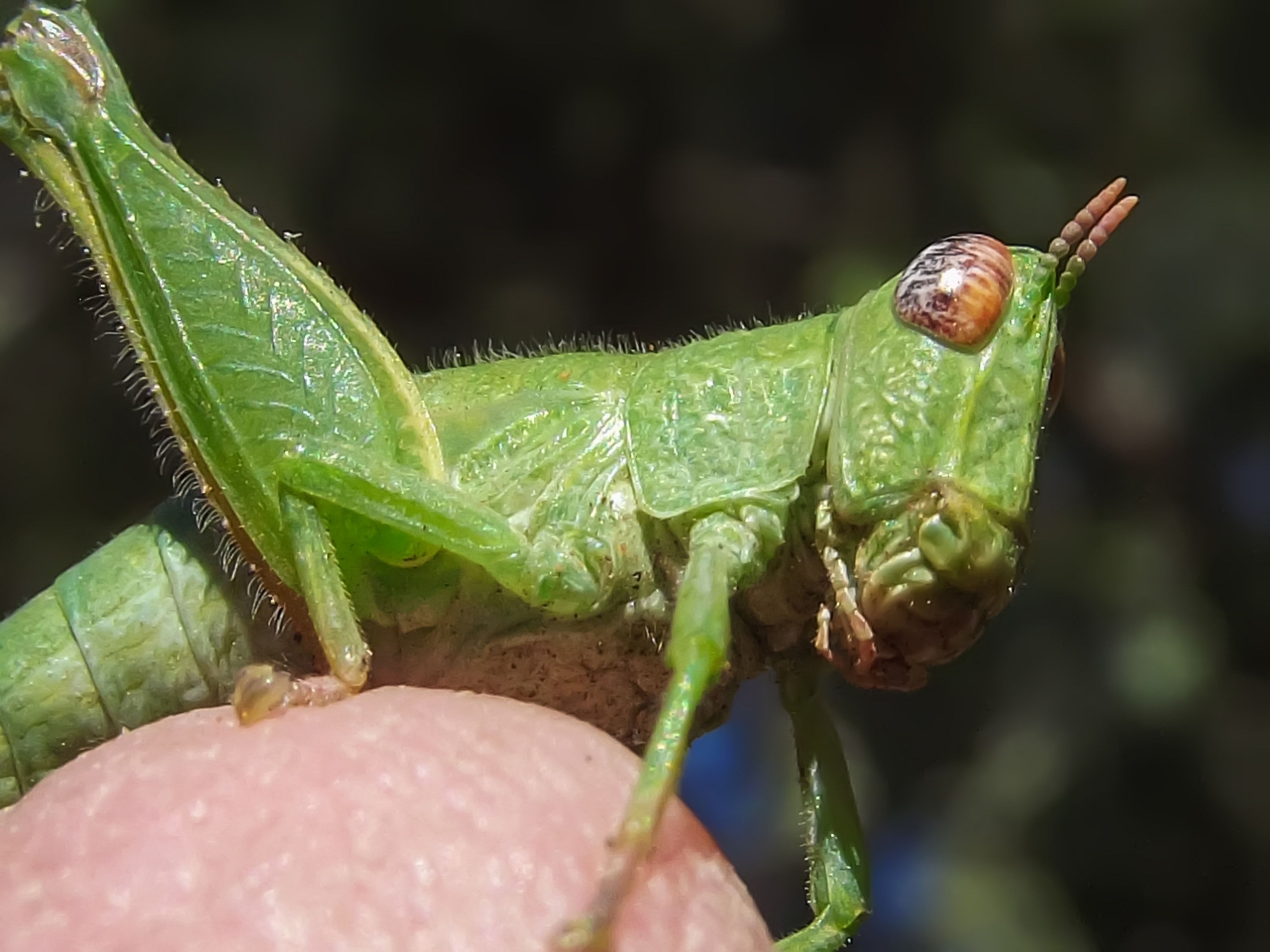 Green Grasshopper Free Image Peakpx