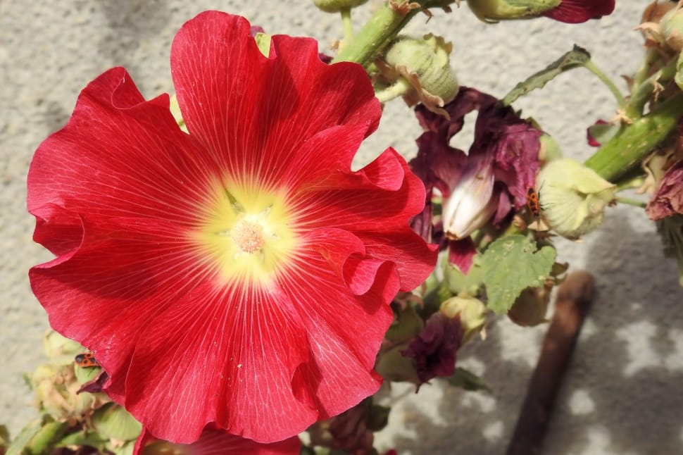 red hollyhock preview