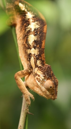 brown, white and black chameleon in closeup photography thumbnail