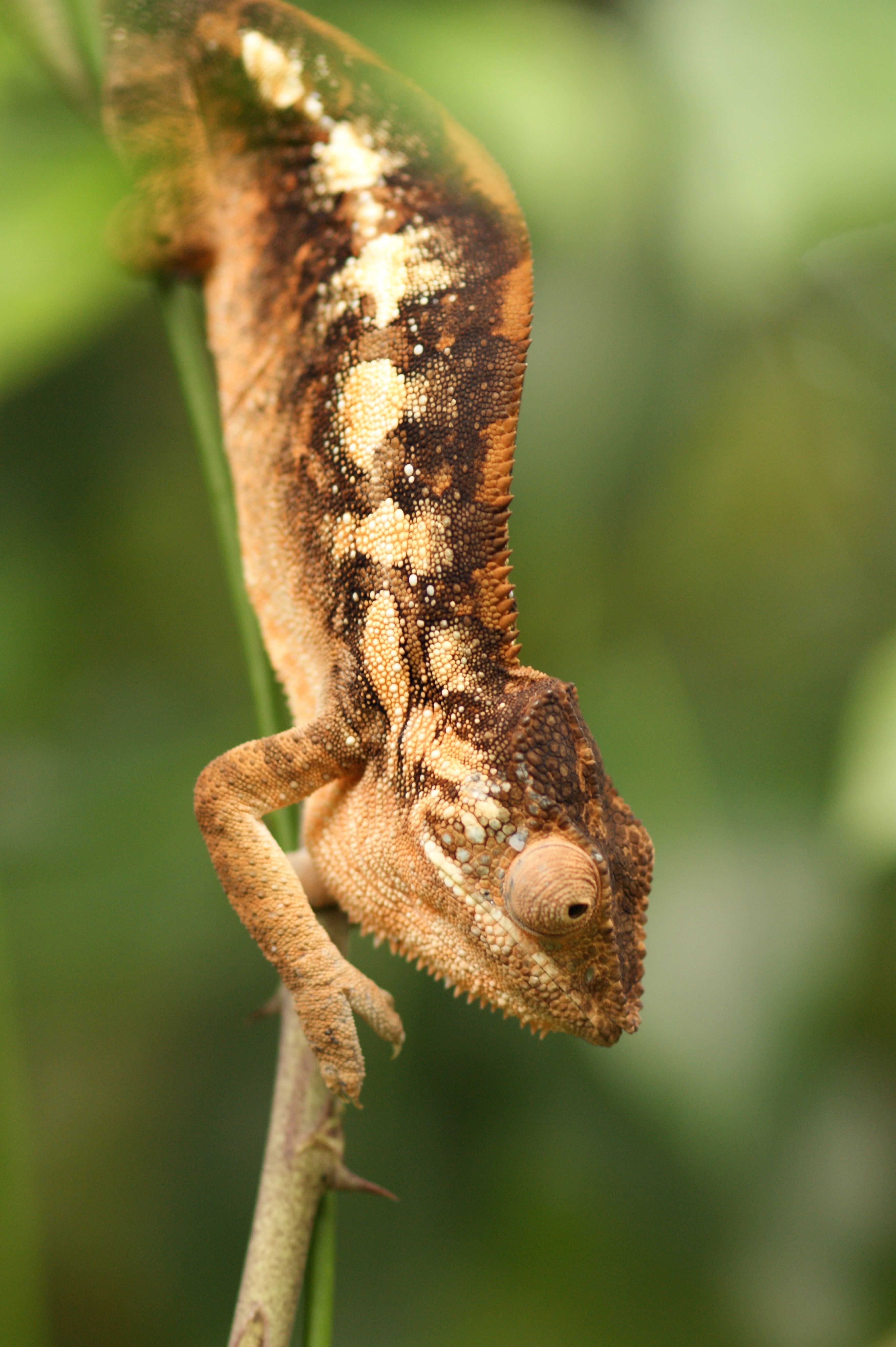 brown, white and black chameleon in closeup photography