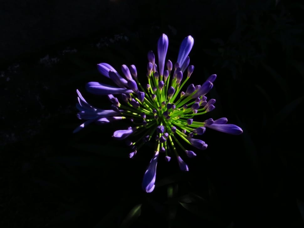 purple and green petaled flower preview