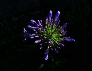 purple and green petaled flower thumbnail