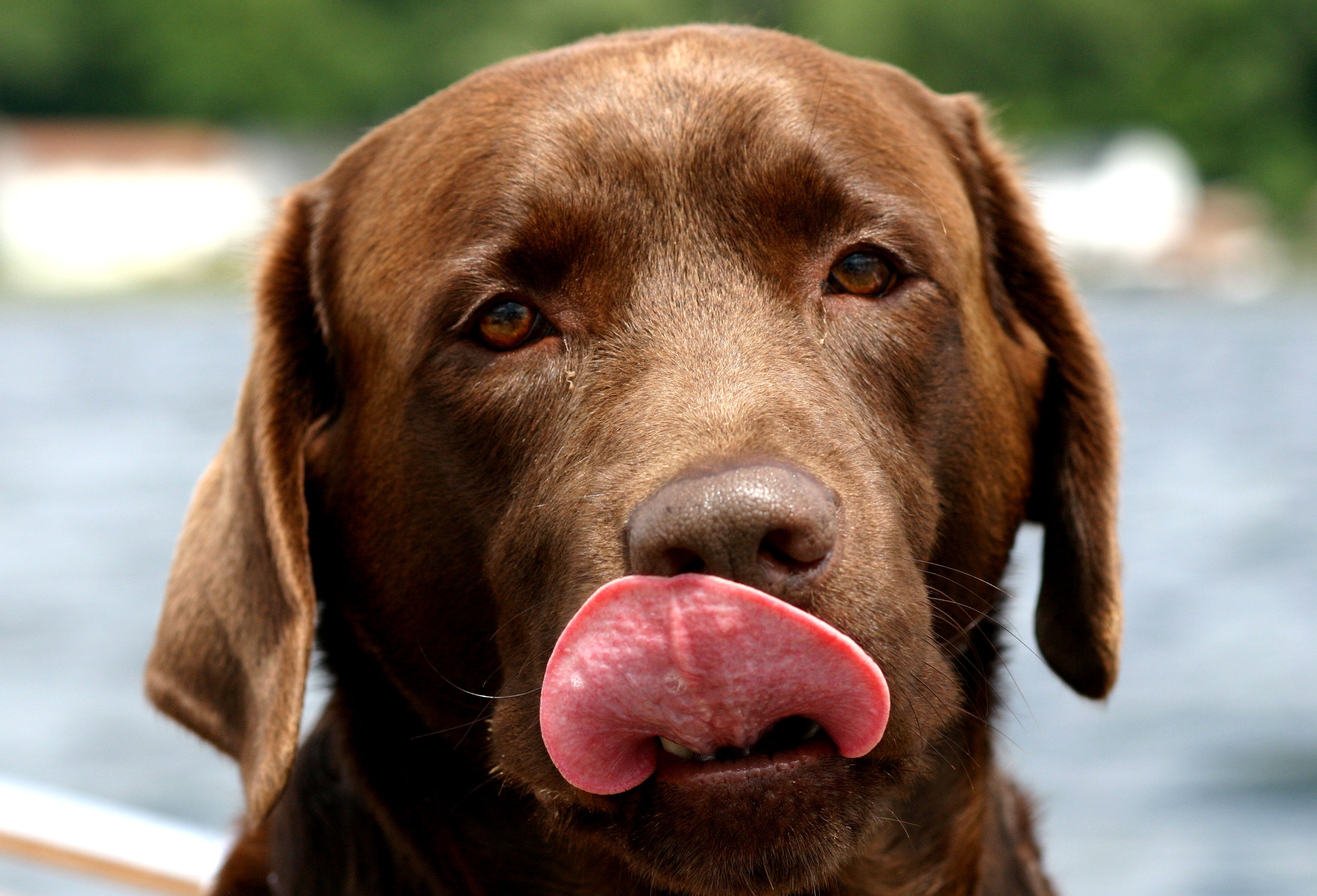 chocolate labrador retriever with showing tongue